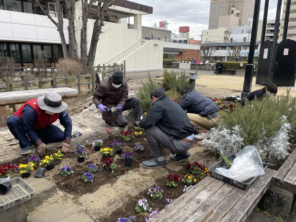 越谷サンシティ花壇 只今 養生中 近々花壇植替えの予定