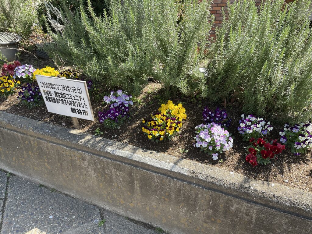 越谷サンシティ花壇 只今 養生中 近々花壇植替えの予定