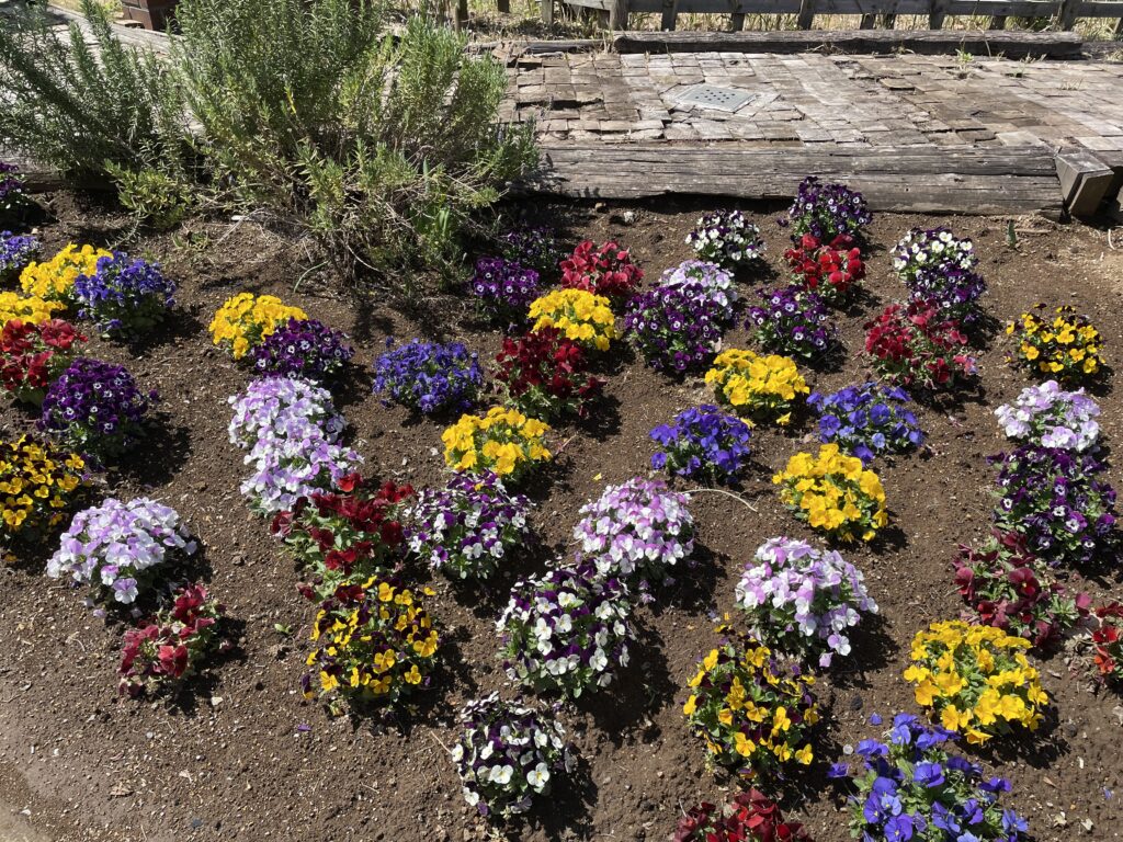 越谷サンシティ花壇 只今 養生中 近々花壇植替えの予定