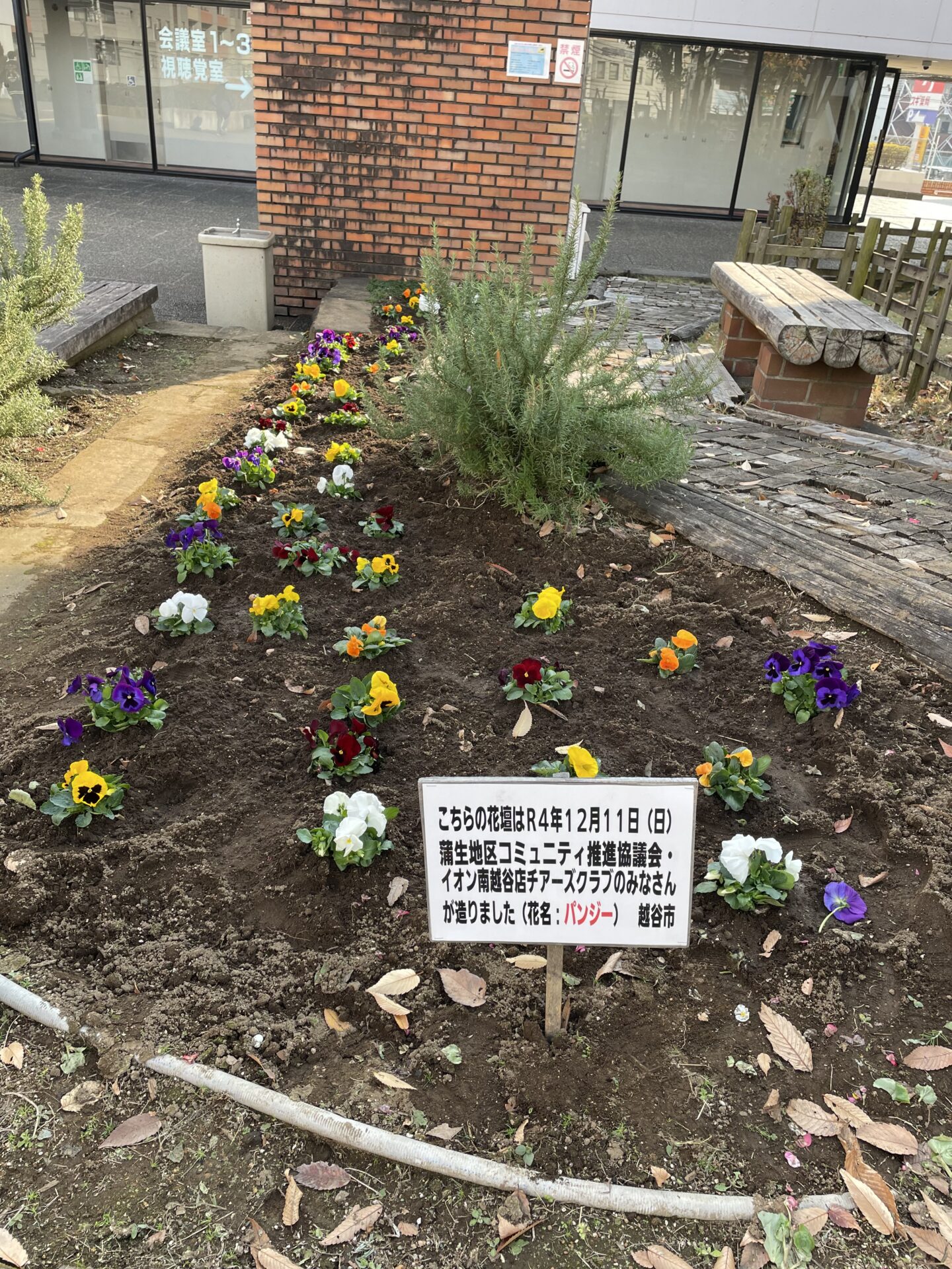 越谷サンシティ 花壇 12月11日 花の植替えしました