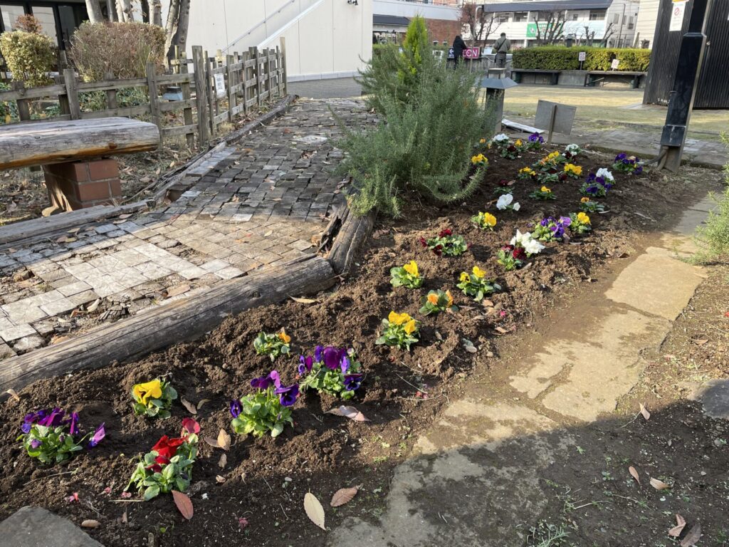 越谷サンシティ 花壇 12月11日 花の植替えしました