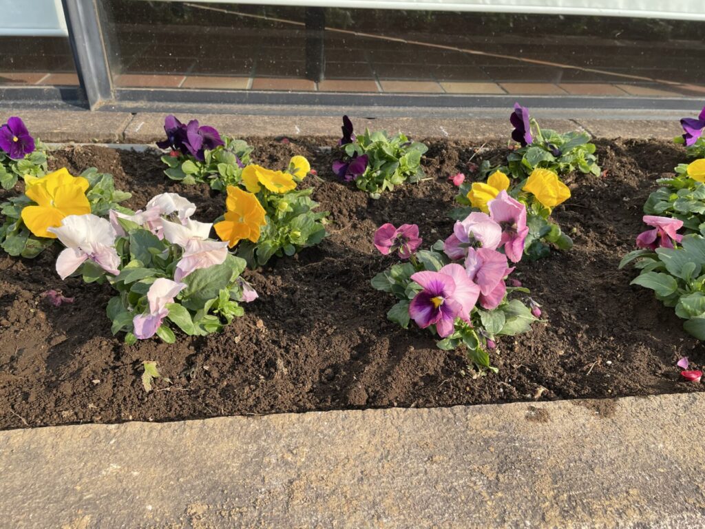 越谷サンシティ 花壇 12月11日 花の植替えしました